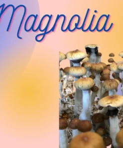 Blue Magnolia Mushroom